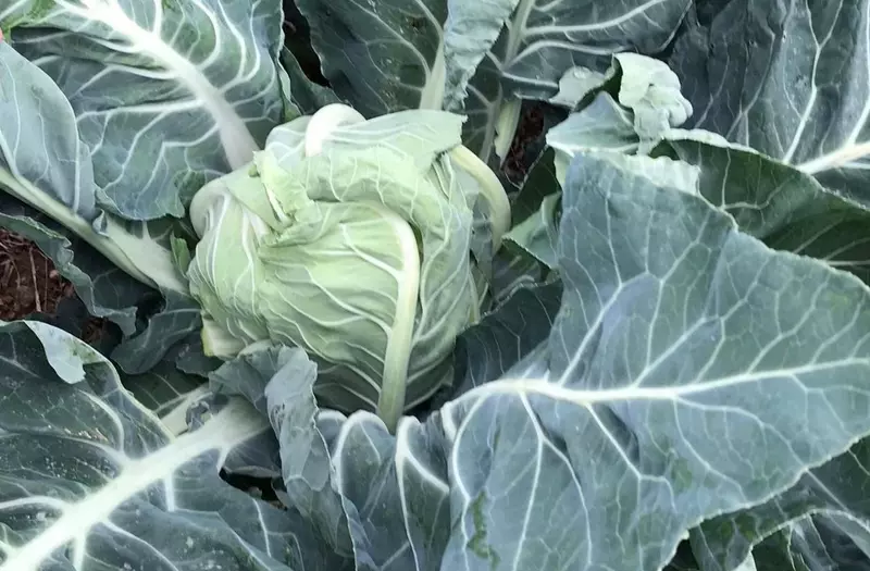 Семена цветной капусты "Obito"