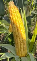 Семена сладкой кукурузы "2715"