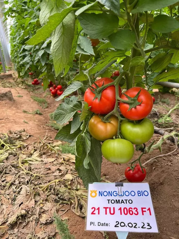 Семена томата "Arirang"