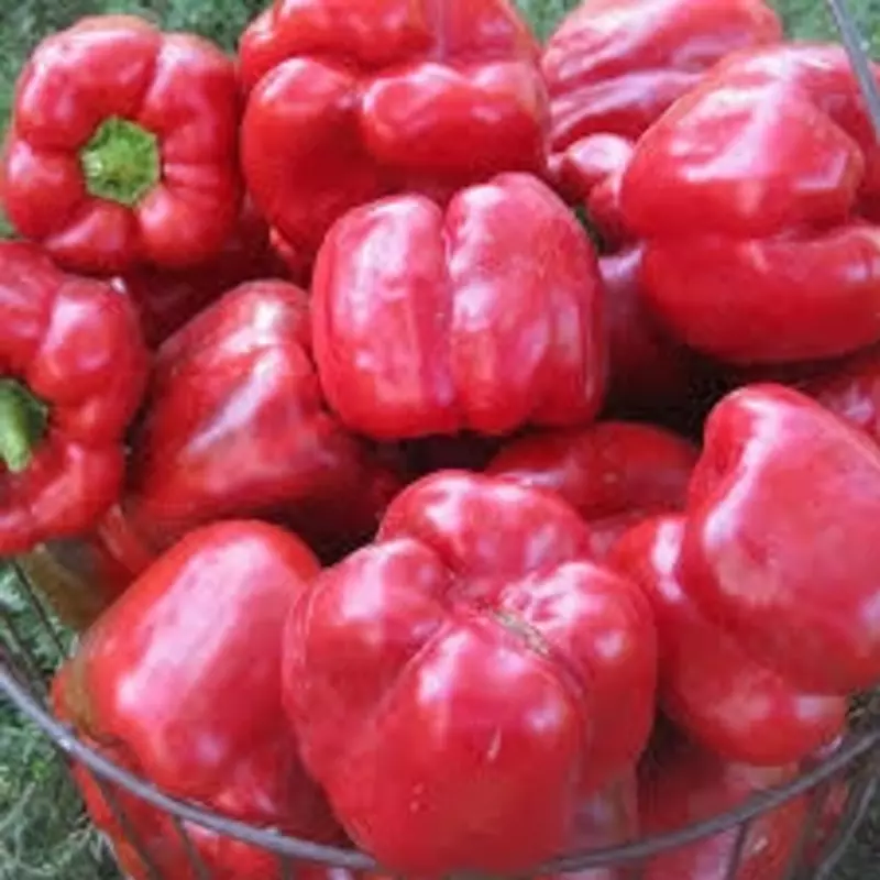 Семена сладкого перца "Hercules"