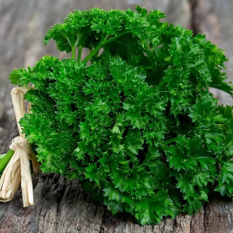 Семена кучерявой петрушки "Robust"