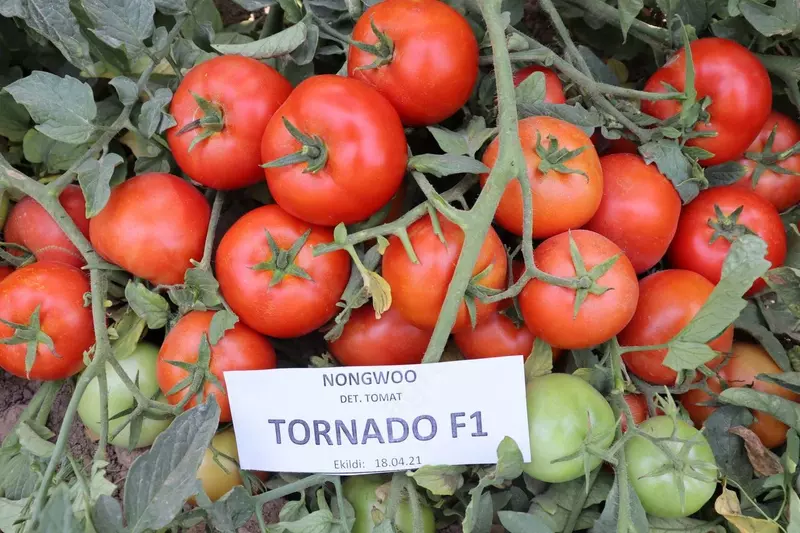 Семена томата "Tornado"