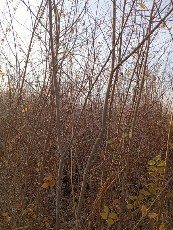 Кайрагоч Ясин кучати