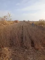 Кайрагоч Ясин кучати