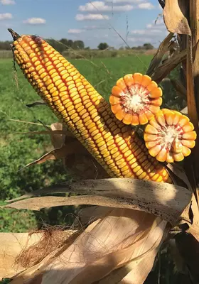 семена кукуруза сорт PL 700