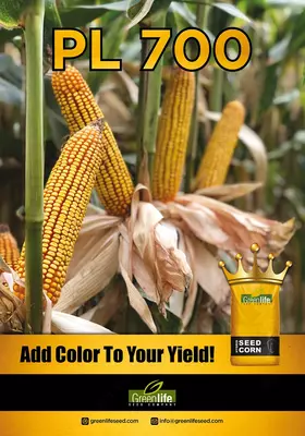 семена кукуруза сорт PL 700