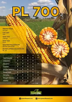 семена кукуруза сорт PL 700
