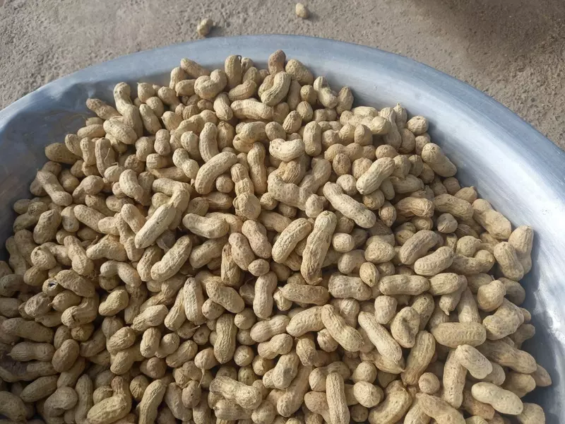 Арахис в скорлупе. Экспорт из Узбекистана