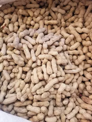 Qobiqdagi yeryong'oqlar