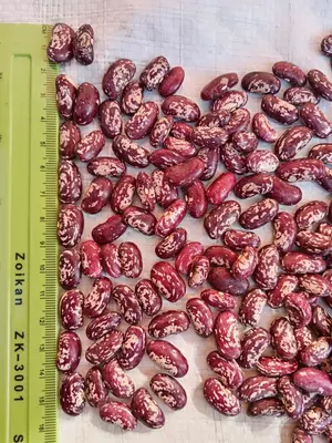 Фасоль королевская. Экспорт из Узбекистана