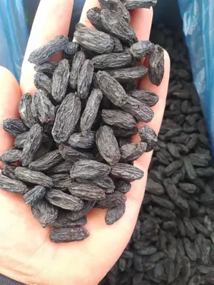 Изюм черный жамбо. Экспорт из Узбекистана