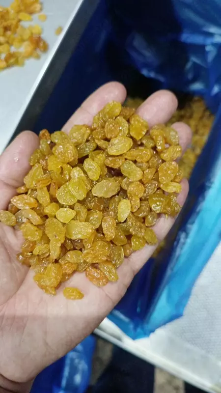 Изюм желтый. Экспорт из Узбекистана