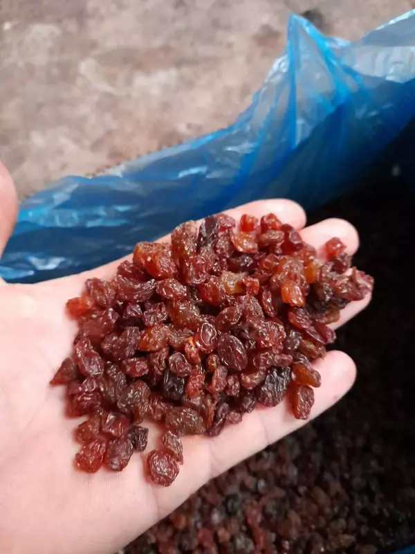 Изюм султана коричневый. Экспорт из Узбекистана