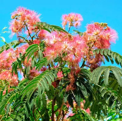 Lenkoran akatsiyasi daraxti