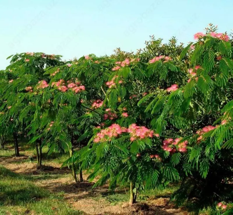 Ленкоранская акация(дерево)