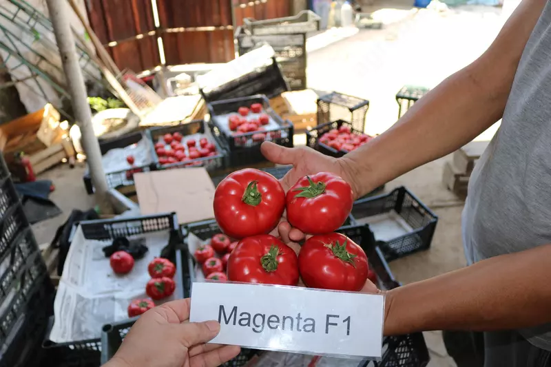 Маджента Ф1