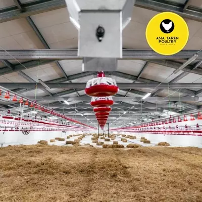 Broyler tovuqi uchun oziqlantiruvchi