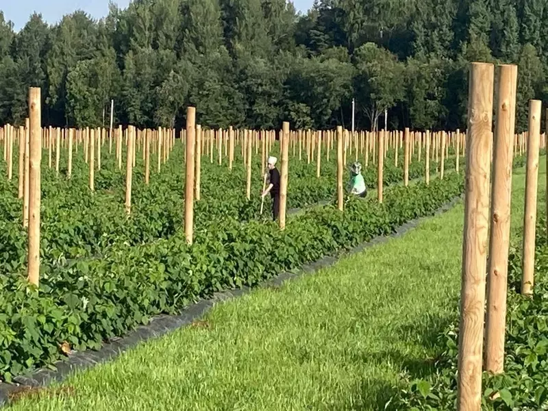 Столбы шпалерные