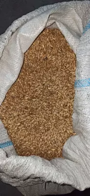 Ячмень, арпа