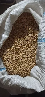 Ячмень, арпа