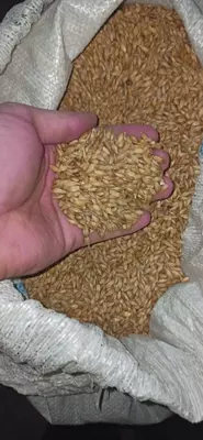 Ячмень, арпа