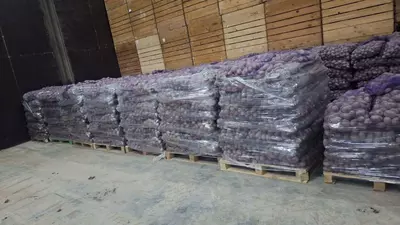 Продовльственный картофель