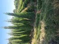 Можжевельник