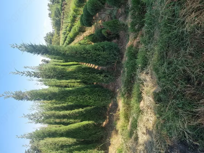 Можжевельник