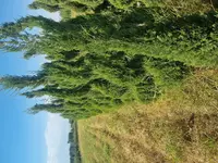 Можжевельник