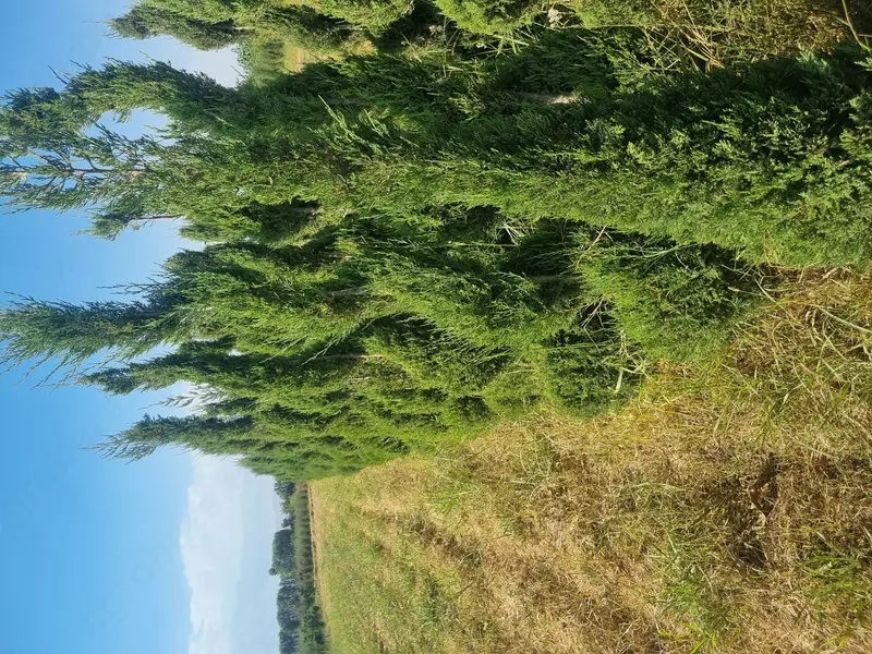 Можжевельник