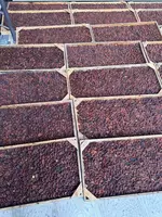 Barcha quruq mevalar