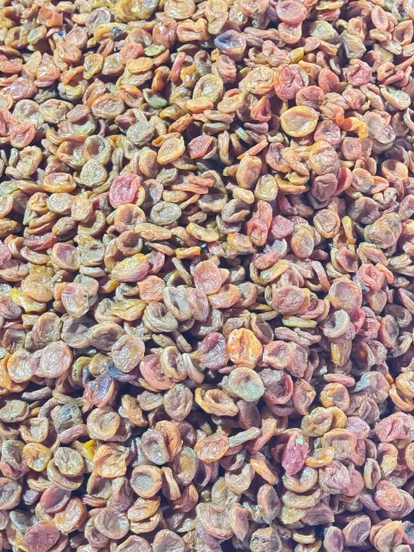 Barcha quruq mevalar