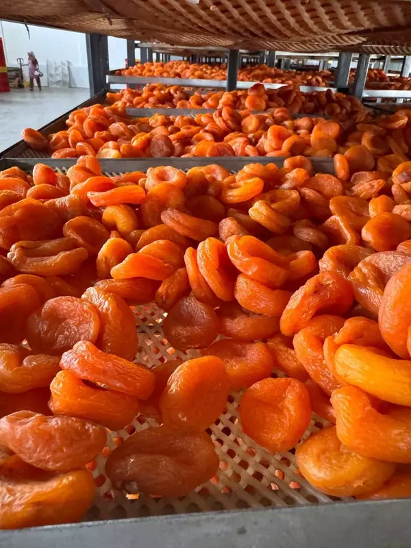 Barcha quruq mevalar