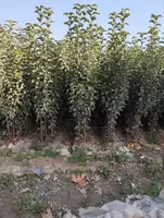 Barcha turdagi mevali va manzarali kochatlarimiz sotuvda mavjud