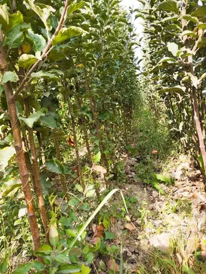 Barcha turdagi mevali va manzarali kochatlarimiz sotuvda mavjud