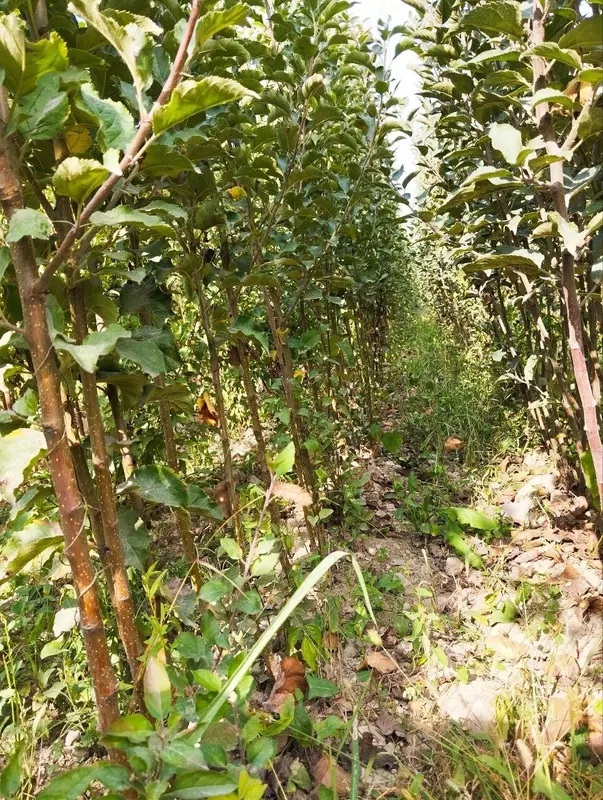 Barcha turdagi mevali va manzarali kochatlarimiz sotuvda mavjud