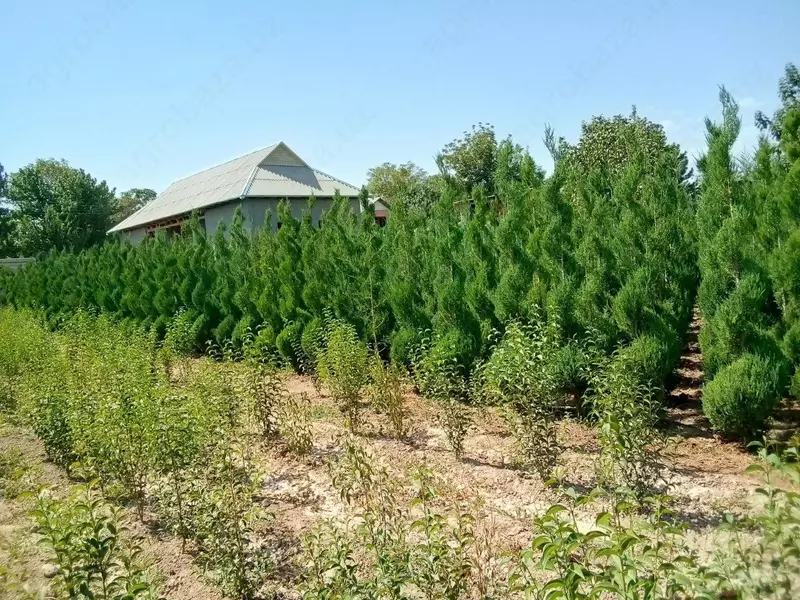 Barcha turdagi mevali va manzarali kochatlarimiz sotuvda mavjud