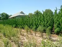 Barcha turdagi mevali va manzarali kochatlarimiz sotuvda mavjud