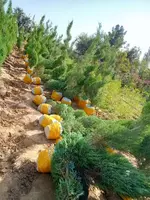 Barcha turdagi mevali va manzarali kochatlarimiz sotuvda mavjud