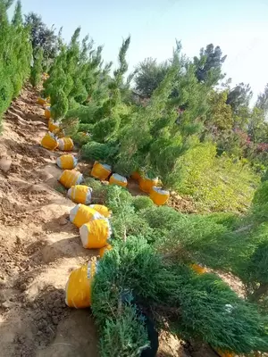 Barcha turdagi mevali va manzarali kochatlarimiz sotuvda mavjud