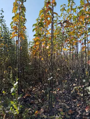 Barcha turdagi mevali va manzarali kochatlarimiz sotuvda mavjud