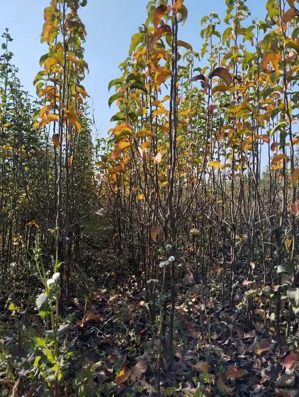 Barcha turdagi mevali va manzarali kochatlarimiz sotuvda mavjud