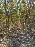 Barcha turdagi mevali va manzarali kochatlarimiz sotuvda mavjud