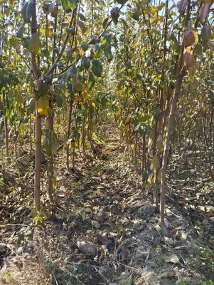 Barcha turdagi mevali va manzarali kochatlarimiz sotuvda mavjud