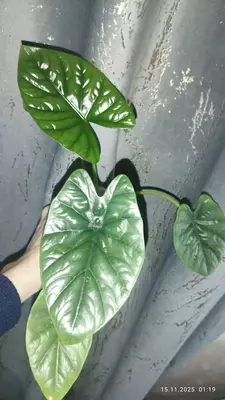 Алоказия ЛУКИВАН