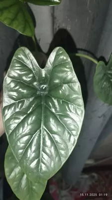 Алоказия ЛУКИВАН