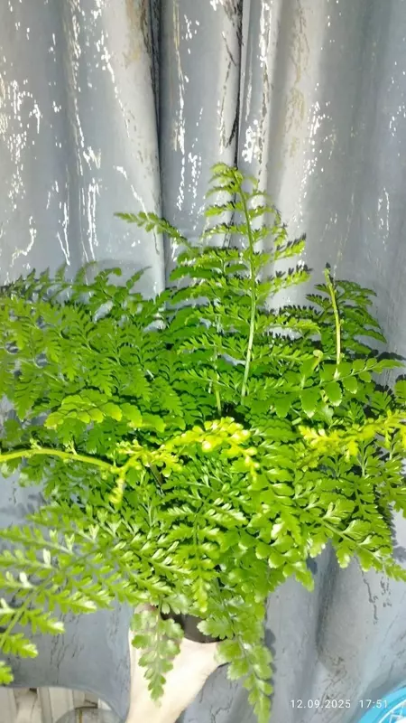 Папоротник Асплениум