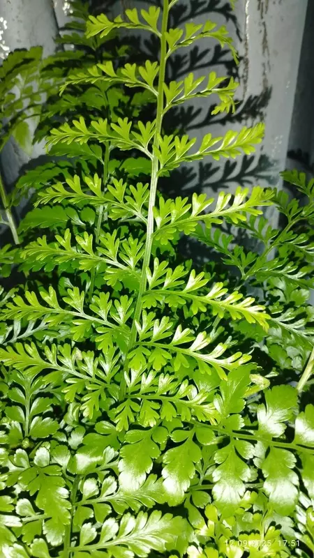 Папоротник Асплениум