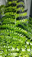 Папоротник Асплениум