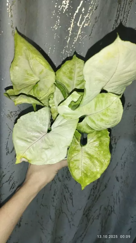 Singonium "Aljuzhen"